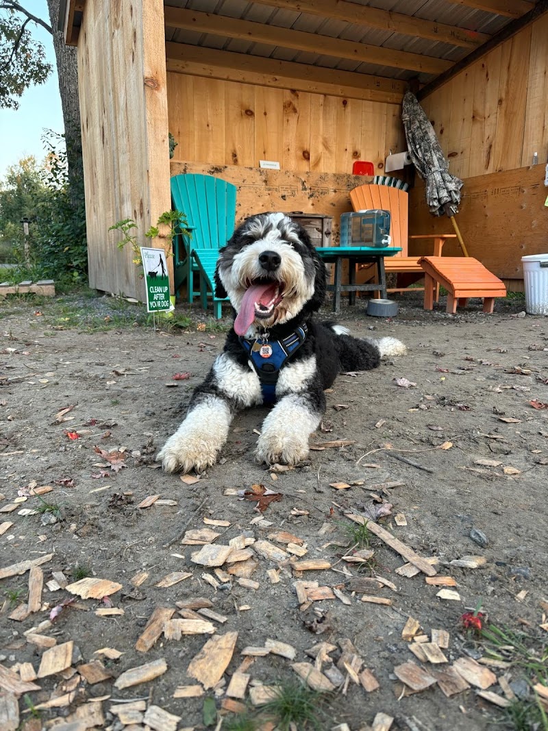 Capital Bark Park dog park