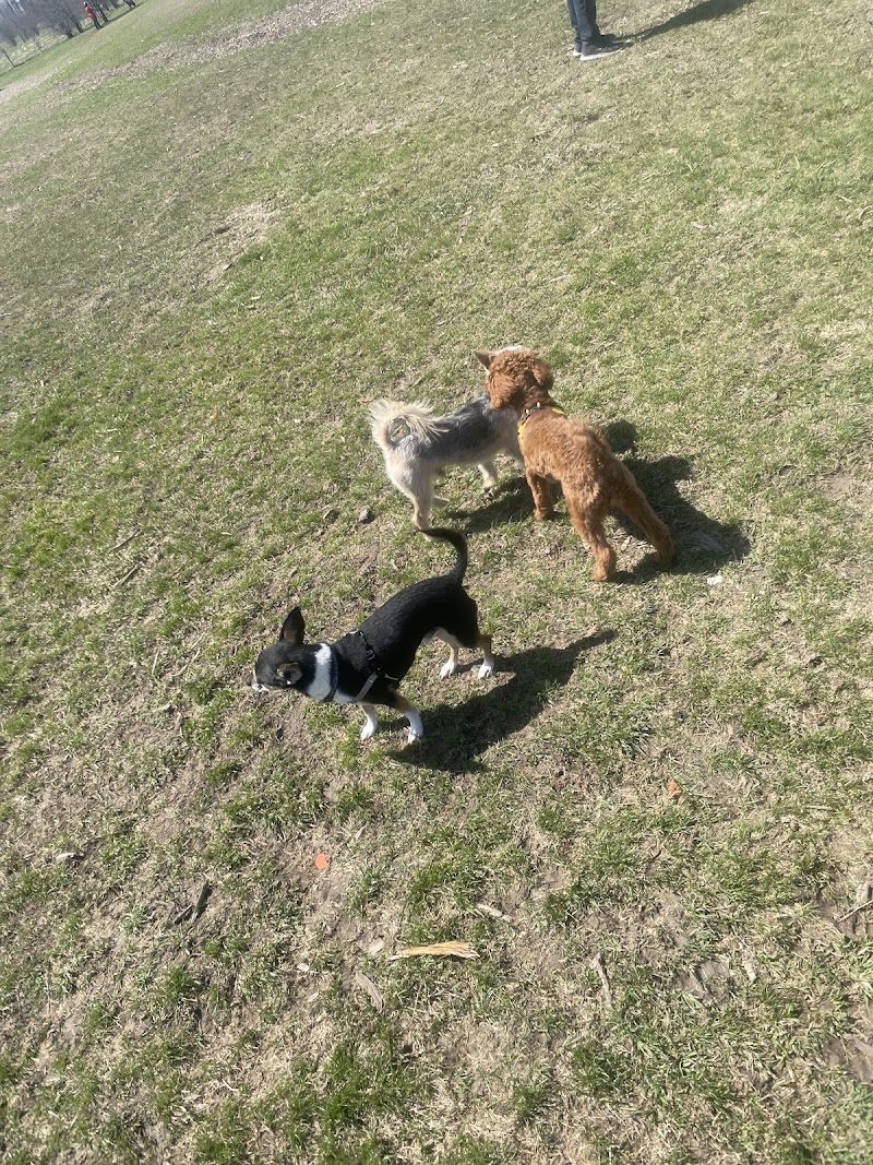 Huntington Park Off-Leash Dog Park dog park