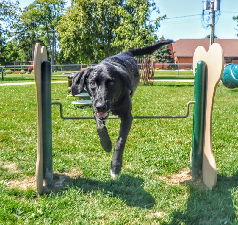 Essex Dog Park dog park