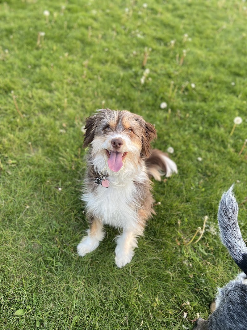 Joe Sam’s Dog Park dog park