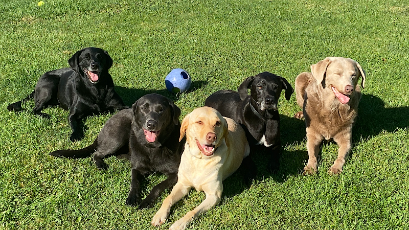 K9 Fun Zone dog park