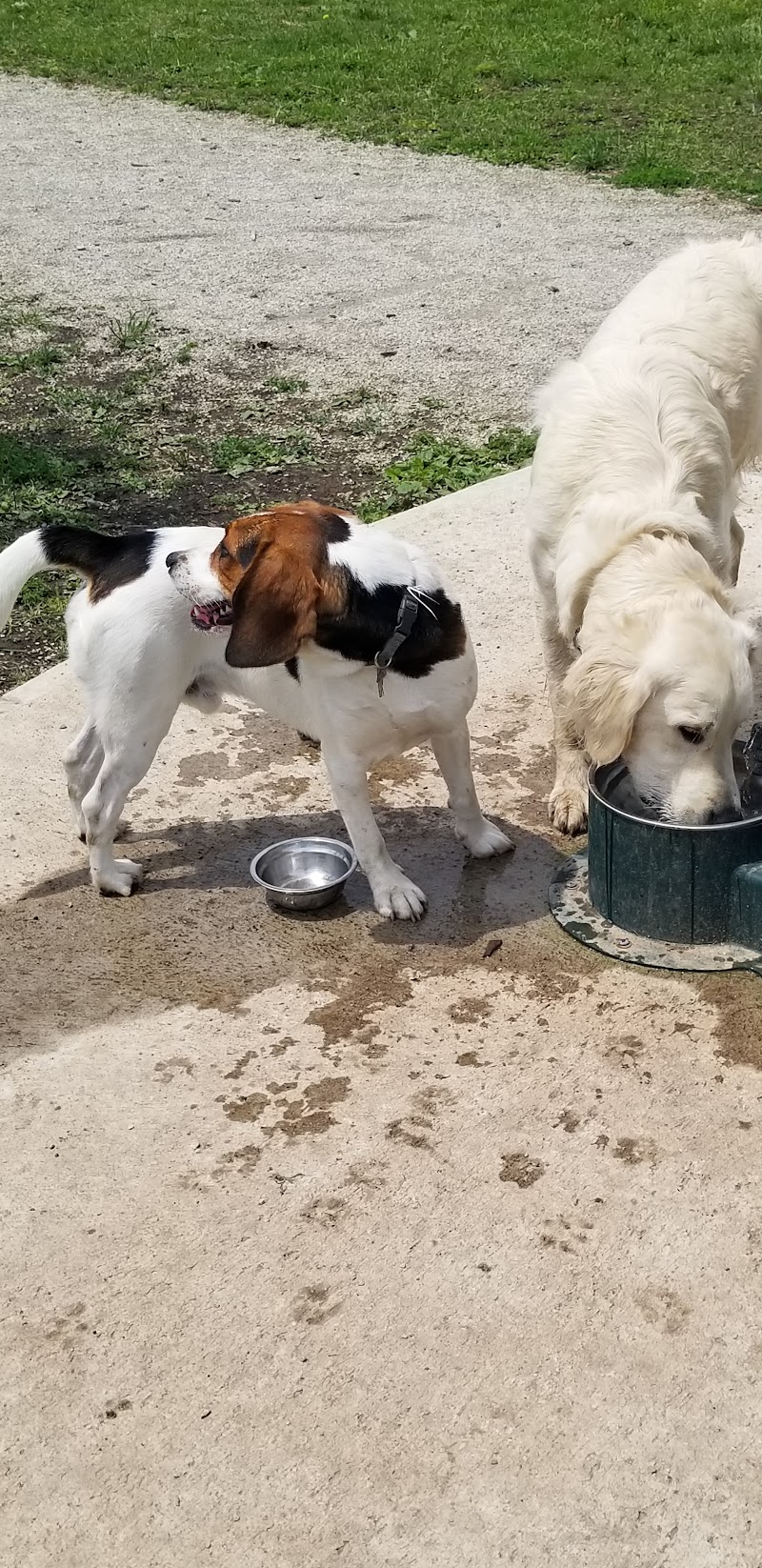 Leash free halton hills trafalgar sports plex dog park