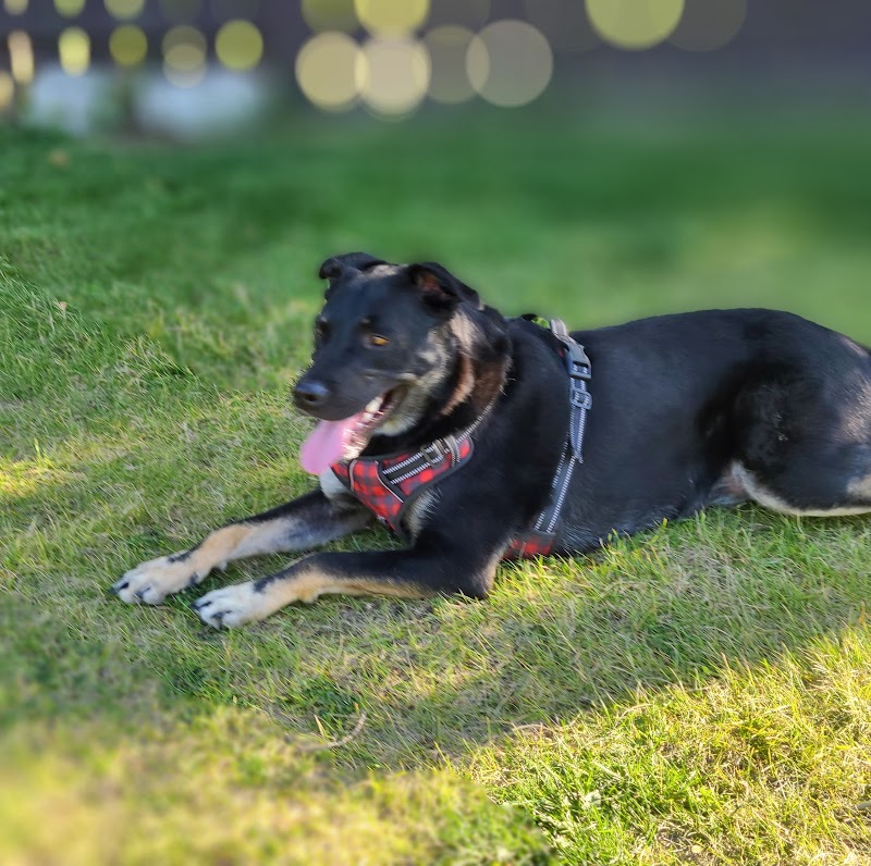 Huntington Hills Area 2 Off Leash Dog Park dog park
