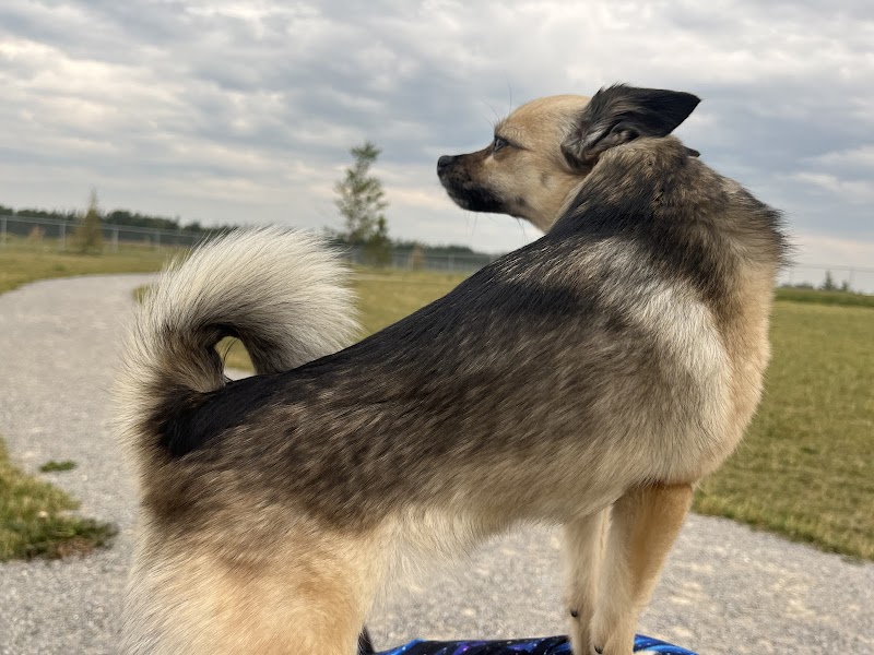 Beaumont Small Dog Off Leash Dog Park dog park