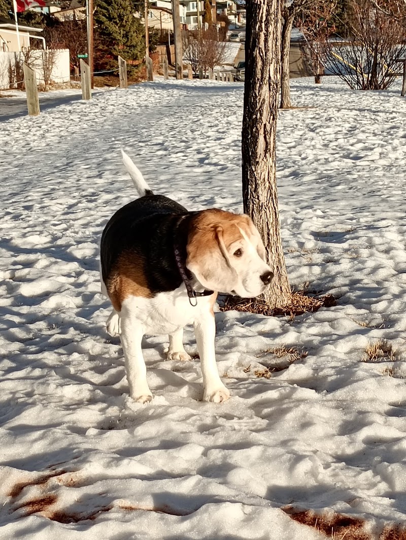 Mayland Heights Off Leash Dog Park dog park