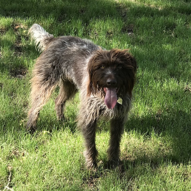 Ogden Off Leash Dog Park dog park