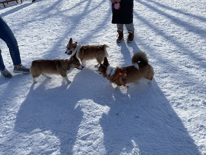 Bowforth Park dog park
