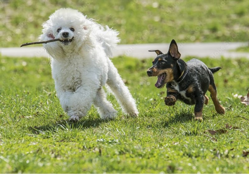 McDonald Dog Park dog park