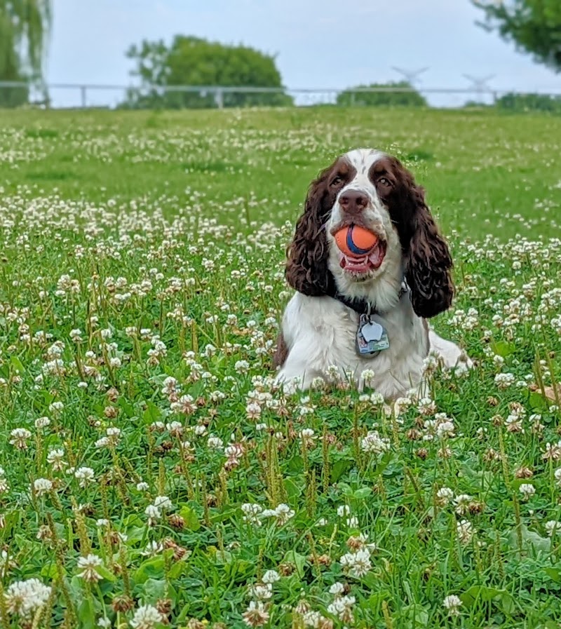 Newcastle Dog Park dog park