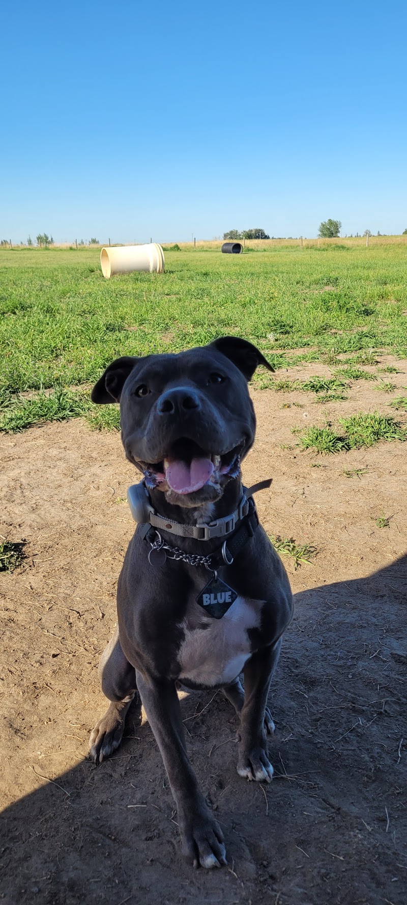 Taber Offleash Dog Park dog park