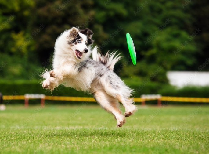 City Park Off Leash Dog Park dog park