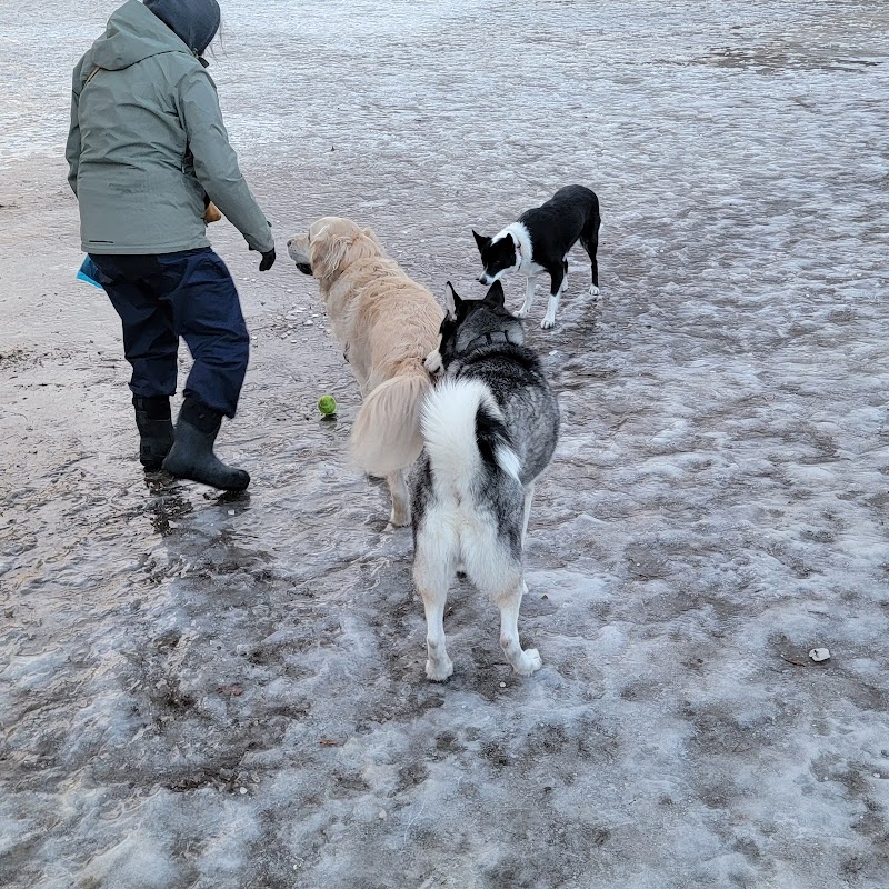 Norwood Dog Park dog park