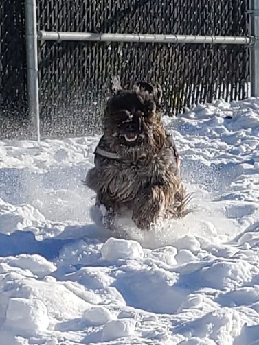 Frederick-Mackenzie dog park dog park