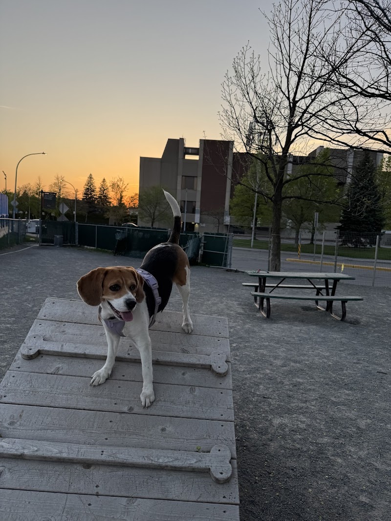 Jean-Talon - Provencher dog park dog park