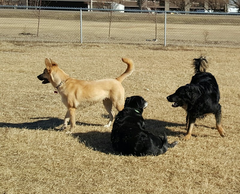 Senses Unleashed Dog Park dog park