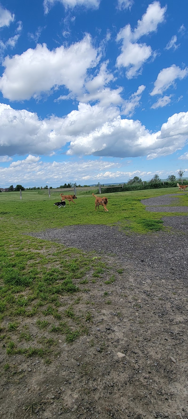 Uxbridge Off-Leash Dog Park dog park
