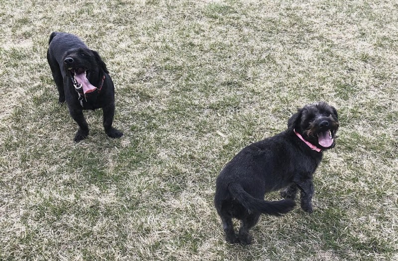 Cambrian Heights Area 1 Off Leash Dog Park dog park