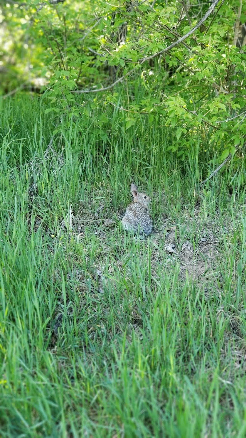Saratoga Dog Park dog park