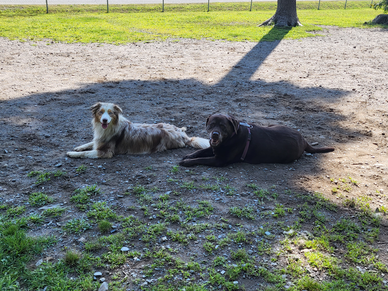 Parc Canin Cowansville dog park