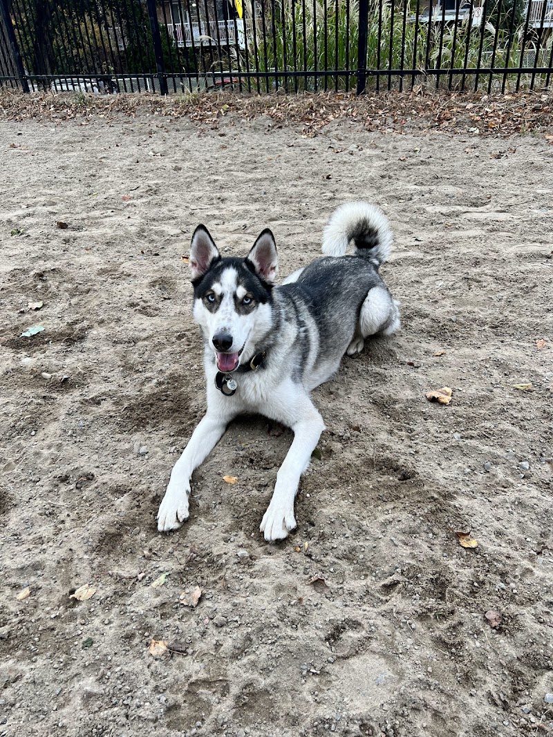 Place de Darlington dog park dog park