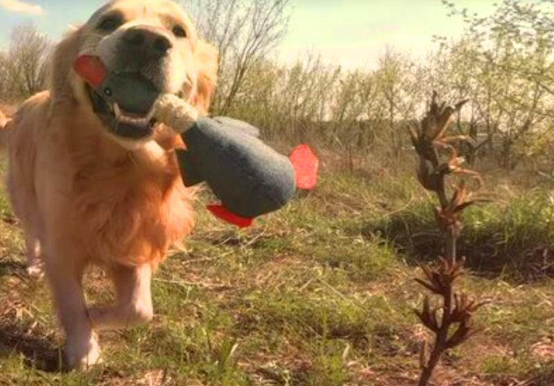Morgan crossing dog park dog park