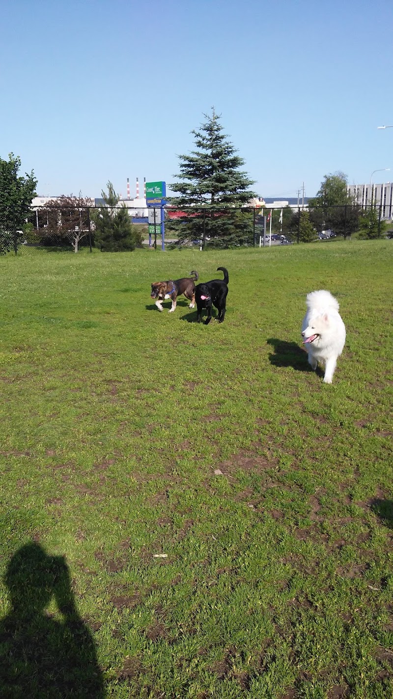 Chown Field dog park