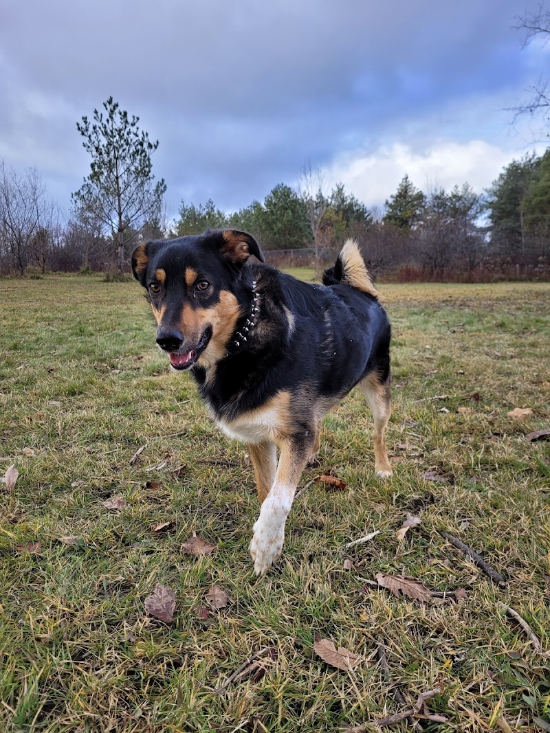 Port Perry Off Leash Dog Park dog park