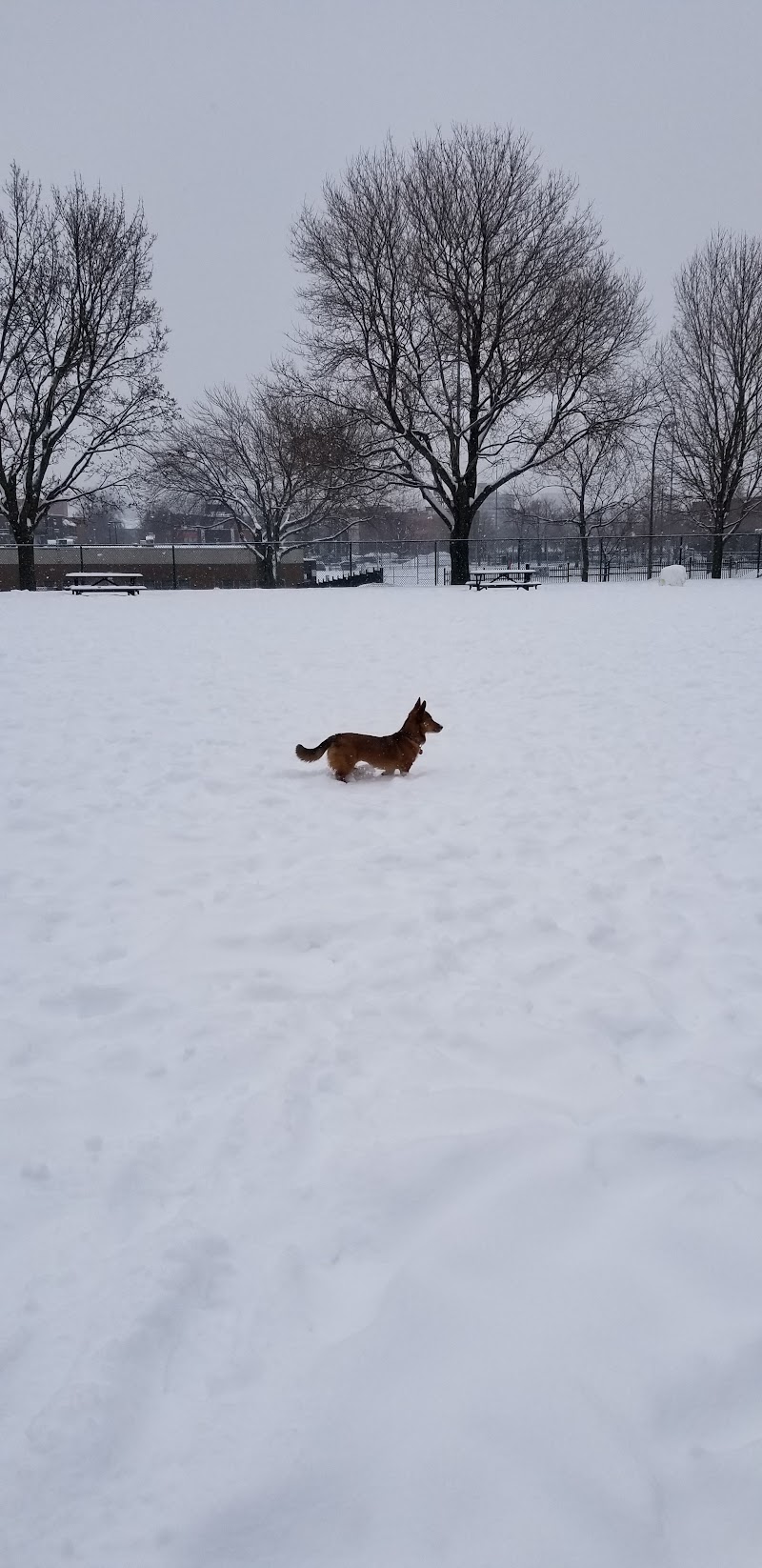 Parc des Royaux dog park dog park